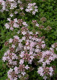 Thymus praecox 'Pink Chintz'